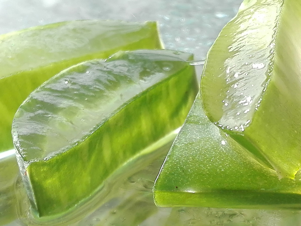 Aufgeschnittene, frische Aloe Vera