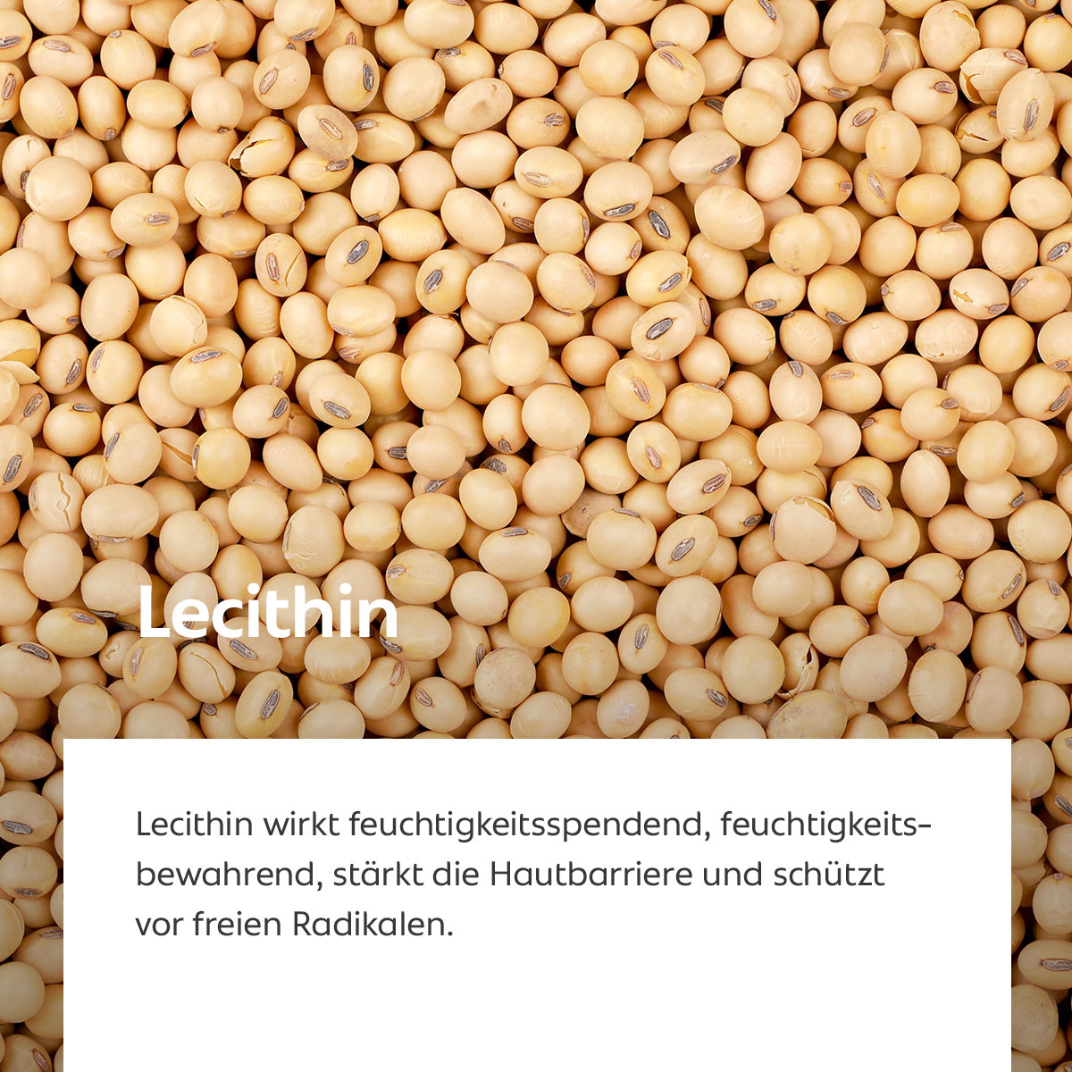 Nahaufnahme zahlreicher heller Sojabohnen, Symbol für feuchtigkeitsspendende und schützende Pflege