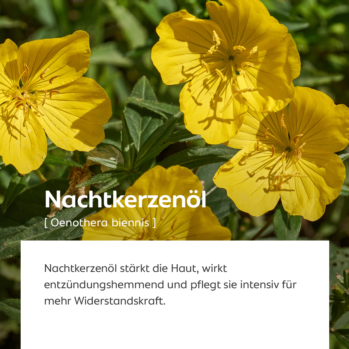Gelbe Blüten der Nachtkerze, Symbol für hautstärkende und entzündungshemmende Wirkung