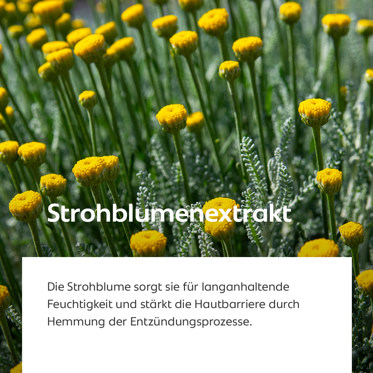 Gelbe Strohblumen auf einem Feld mit Text zu den feuchtigkeitsspendenden und hautstärkenden Eigenschaften von Strohblumenextrakt.