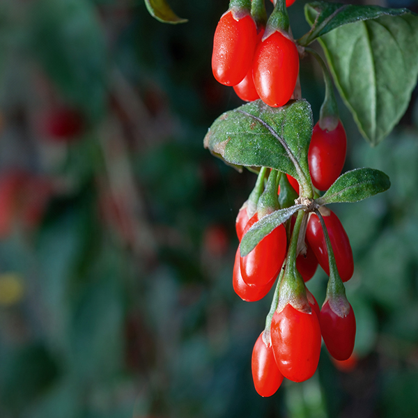 Reife, leuchtend rote Goji-Beeren an einem Zweig mit frischen grünen Blättern in natürlicher Umgebung
