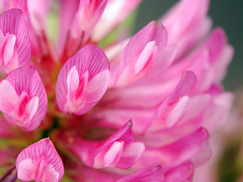 Close-Up Aufnahme von Rotklee, eine der hochwertigsten Quellen für Isoflavone in der Natur