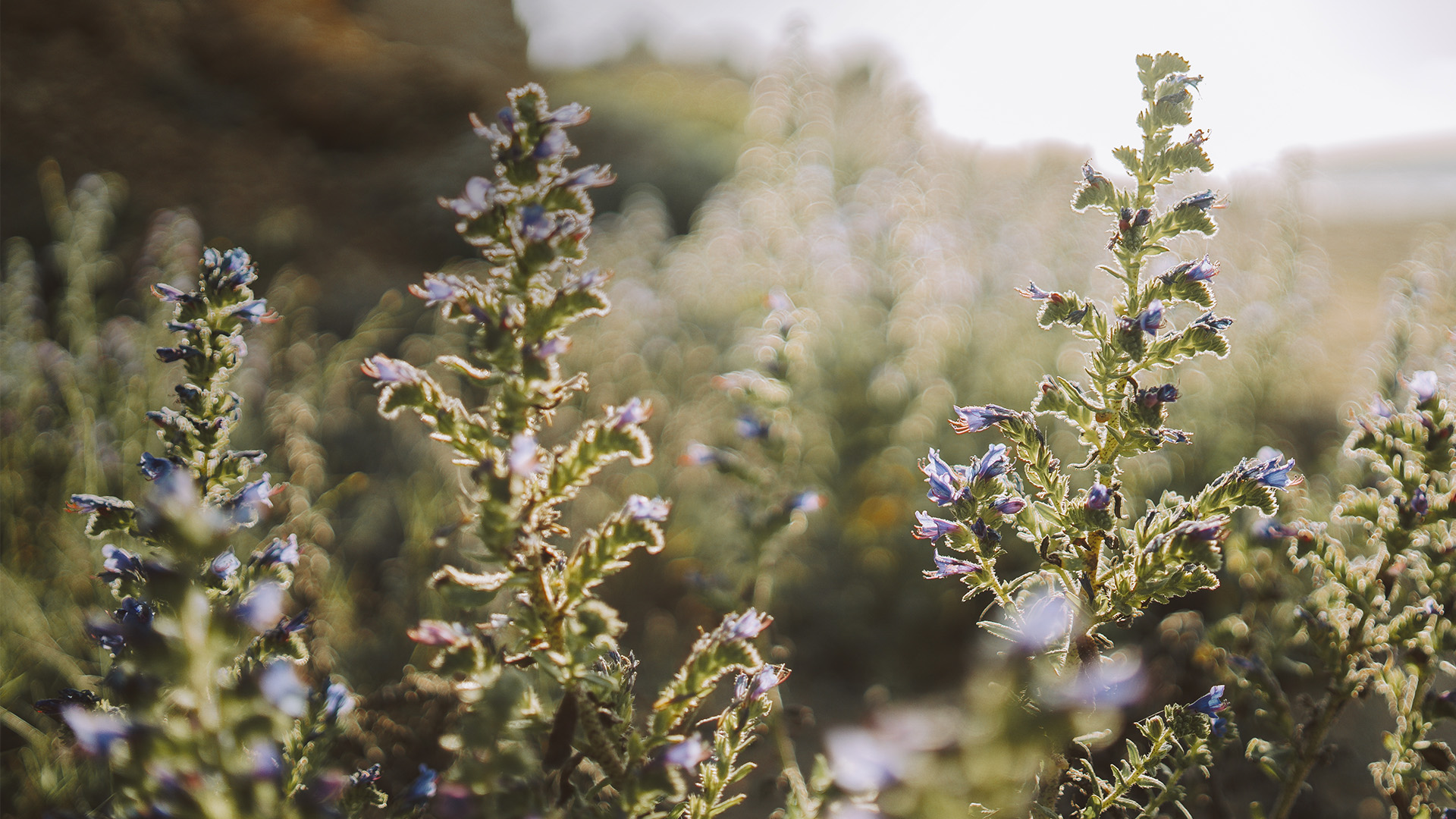 Close Up von Pflanze in grüner Landschaft