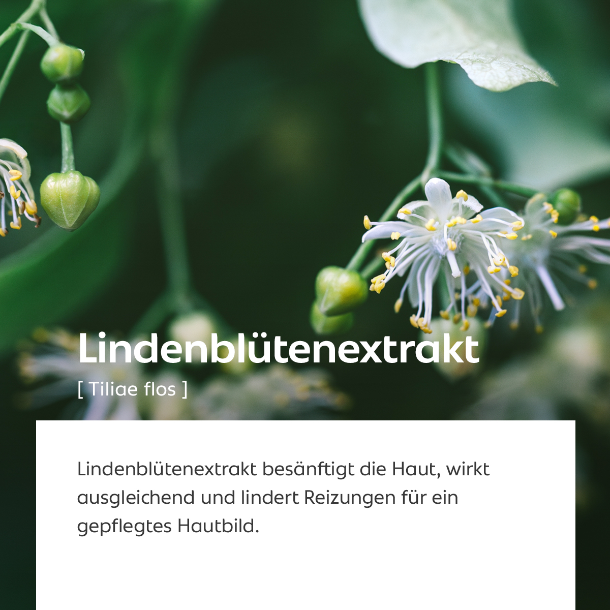 Weiße Blüten der Linde mit Knospen und grünen Blättern in Nahaufnahme