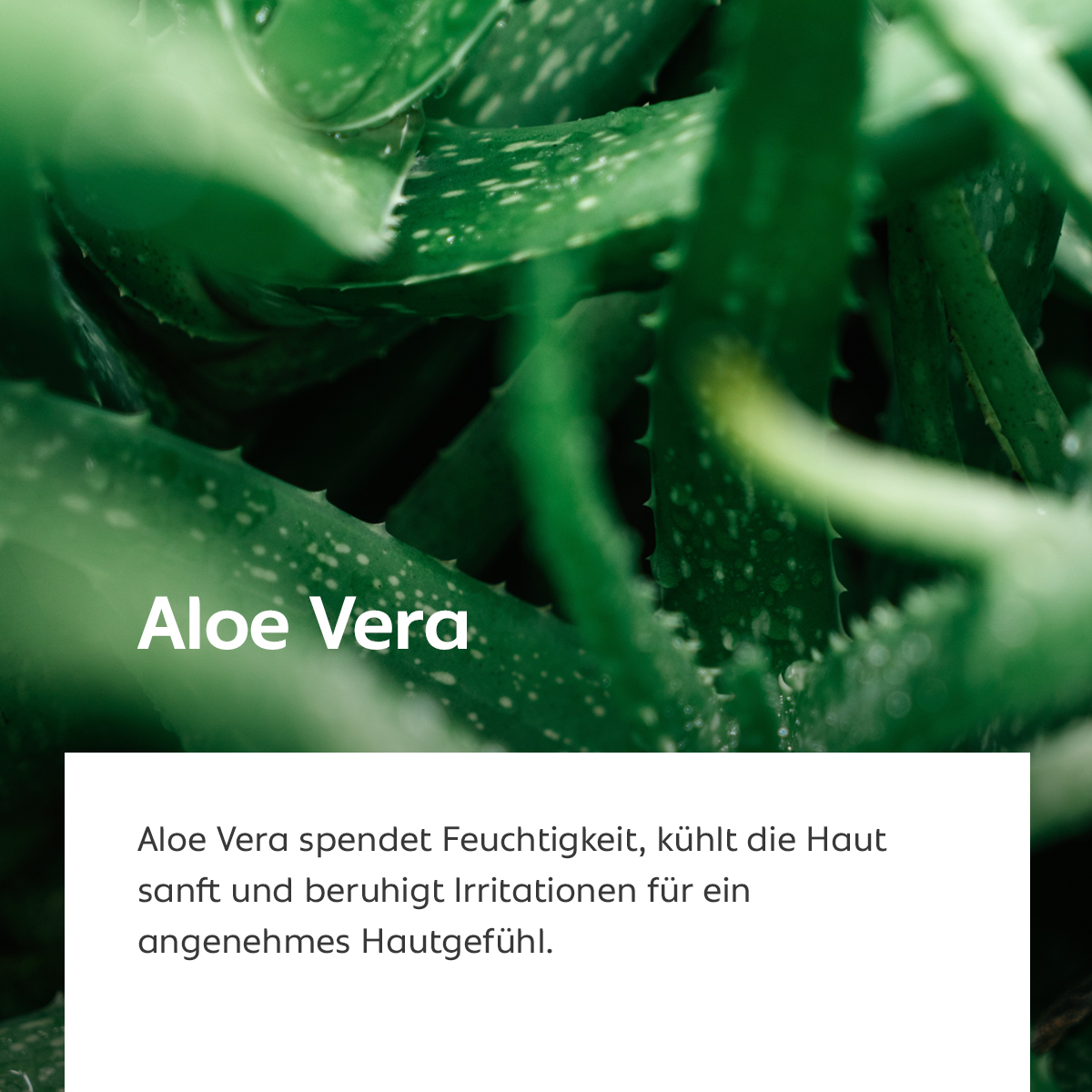 Detailaufnahme eines frischen Aloe-Vera-Blattes, das Feuchtigkeit spendet und die Haut beruhigt