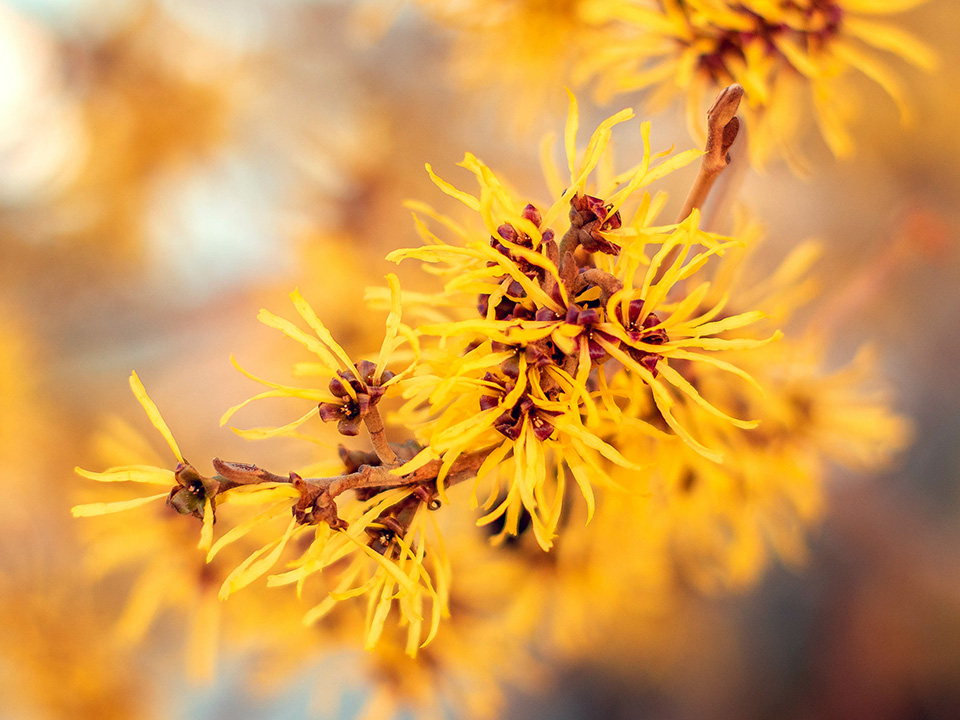 Hamamelis, Heilpflanze mit beruhigender und entzündungshemmender Wirkung