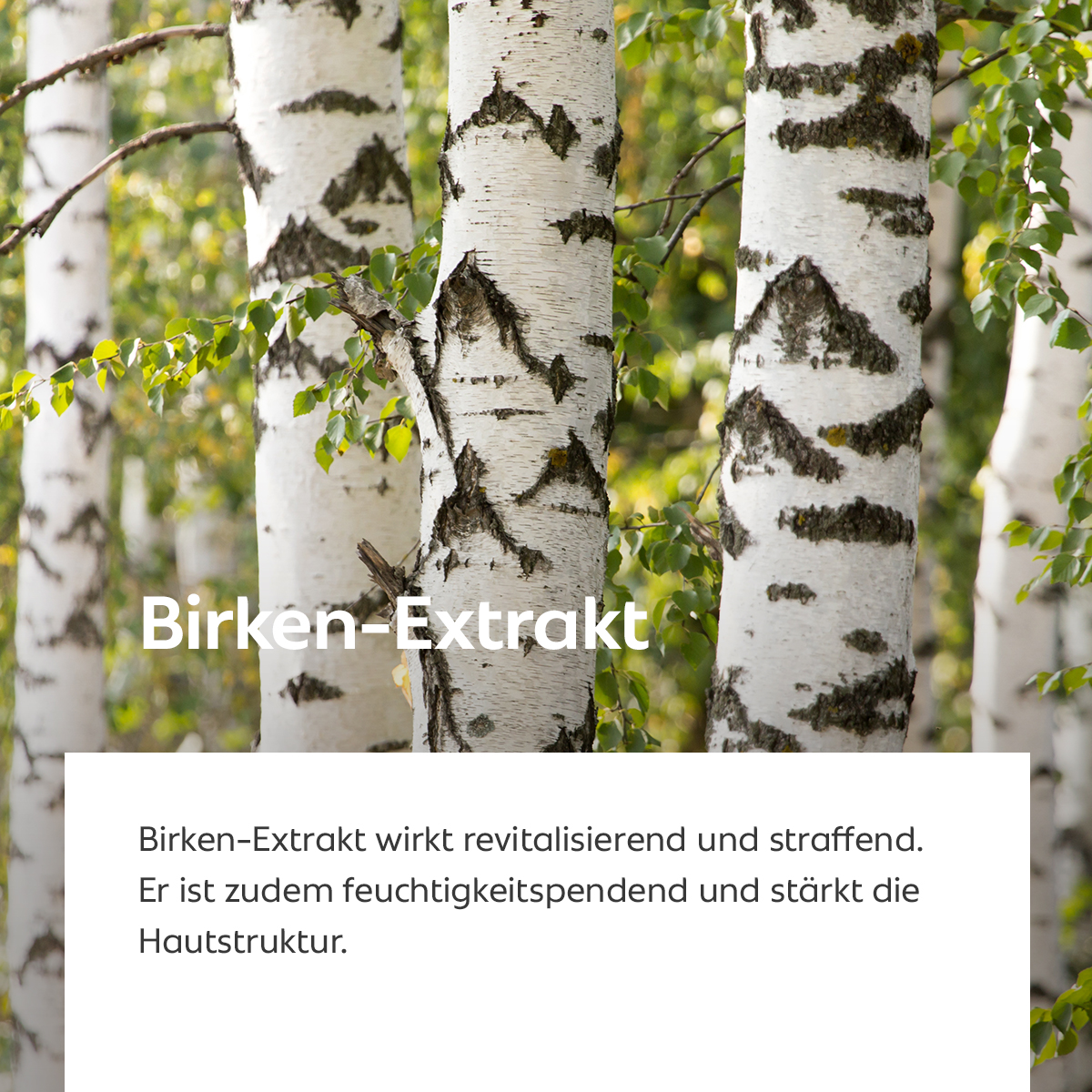 Weiße Birkenstämme im grünen Wald, Symbol für revitalisierende und stärkende Wirkung